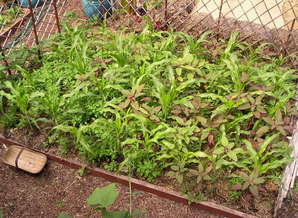 sweetcorn Hawaiian with self-sown vegetables