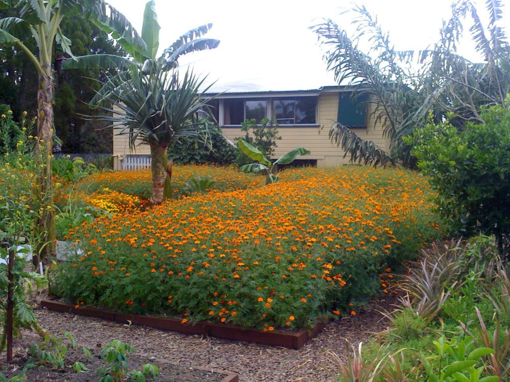Tagetes patula 'Himalayan'