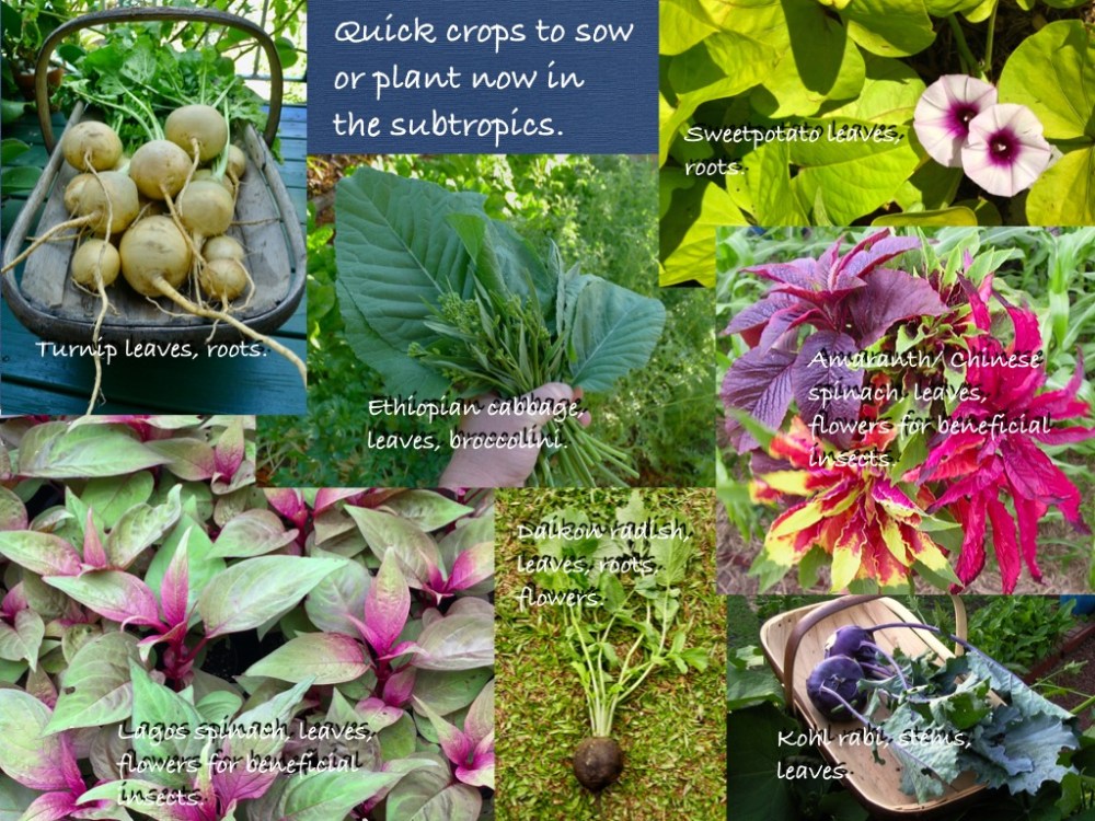 vegetables to sow now