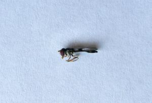 Allobaccha siphanticida, Slender hoverfly, Species 539