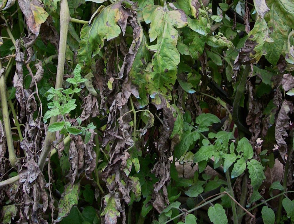 bacterial canker of tomato Clavibacter michiganensis ssp michiganensis - 4