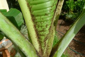 banana aphid, Pentalonia nigronervosa, wingless stage - 6