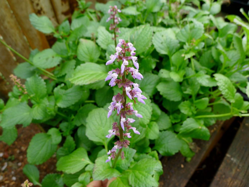 Chinese potato, Plectranthus rotundifolius, syn P. tuberosus - 1