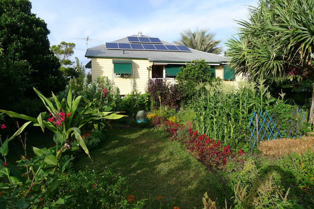 corn Celosia Bellis autumn - 1