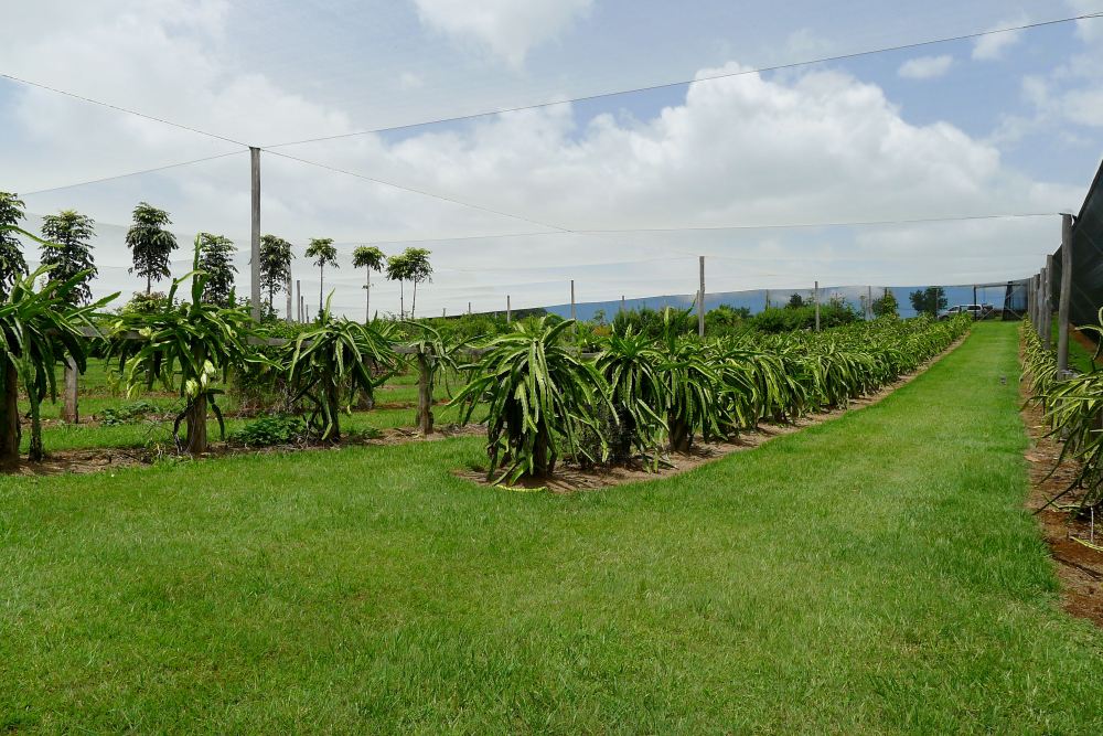 Dragonfruit, Hylocereus undatus - 1