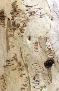 Eucalyptus sclerophylla