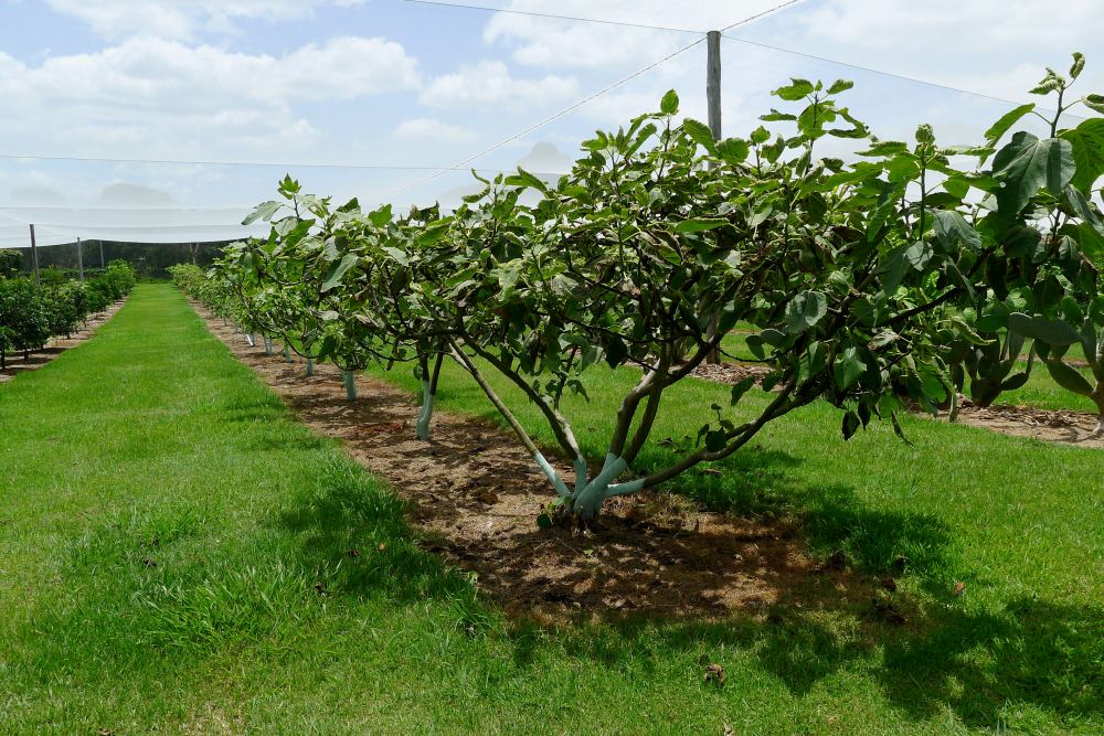 fig, Ficus carica 'Picone' green skin, red flesh