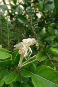 hedge grasshopper, Valanga irregularis - 3