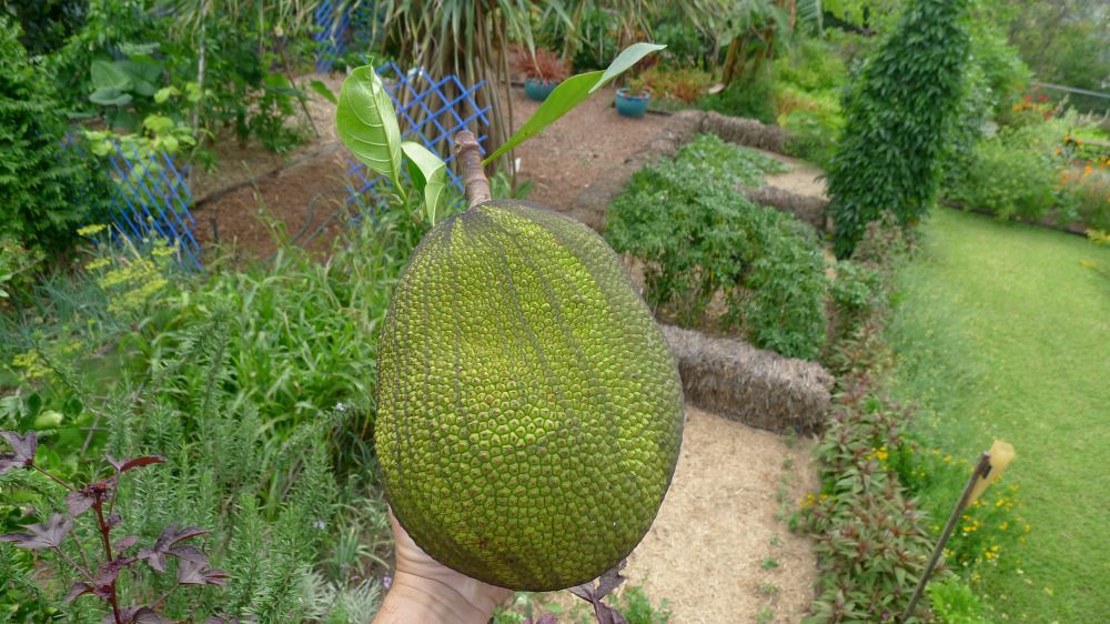 jackfruit, Artocarpus heterophyllus, with possum protection - 2