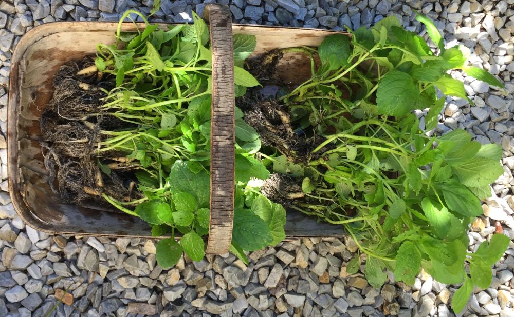 Plectranthus rotundifolius (syn. P. tuberosus)