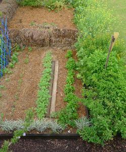 Plectranthus rotundifolius