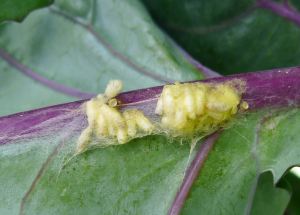 Species 434, Butterfly parasitoid wasp, Cotesia glomerata, pupae - 6