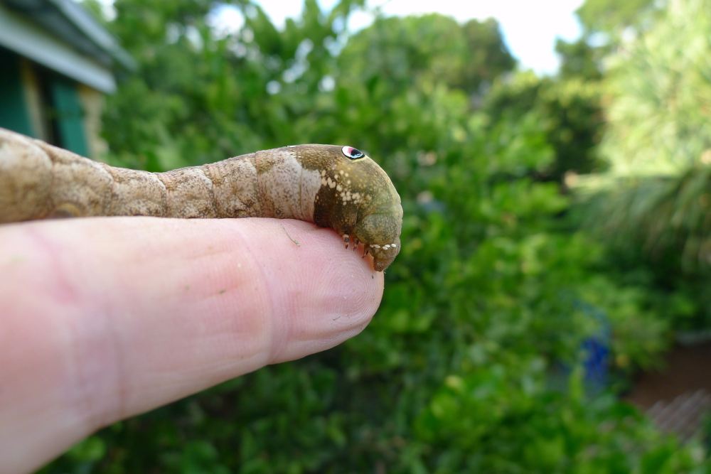 Tachinid eggs caterpillar