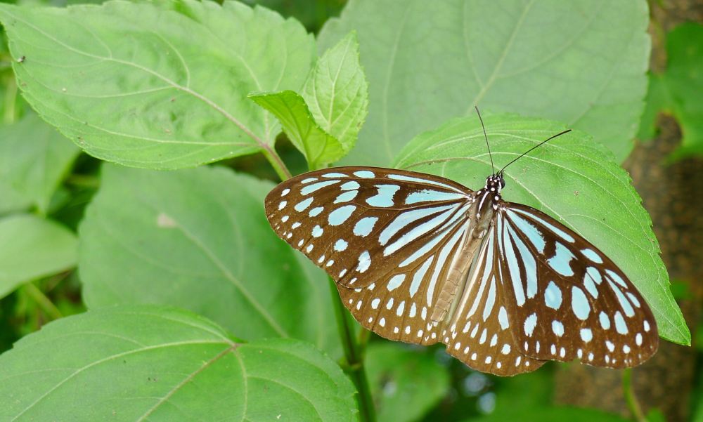 Blue glassy tiger butterfly, Ideopsis vulgaris/ Vietnam - 2