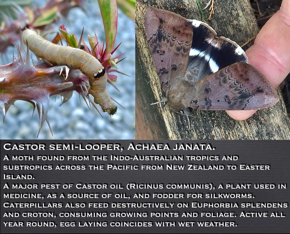 Castor semi-looper or Croton looper moth, Achaea janata