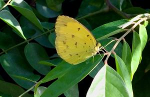 grass yellow butterfly, Eurema hecabe - 1