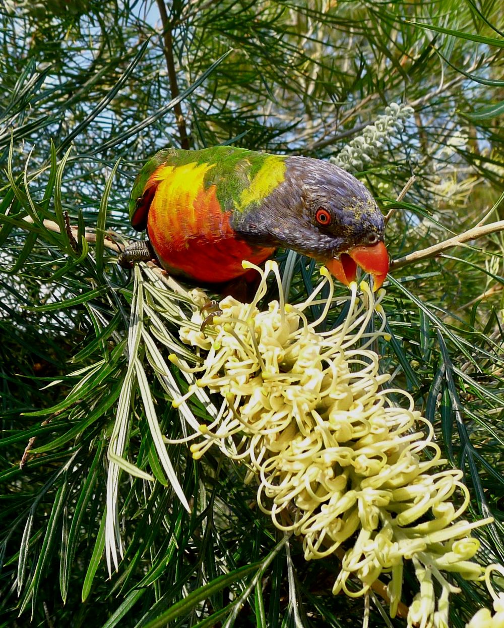 Grevillea with lorikeet - 17