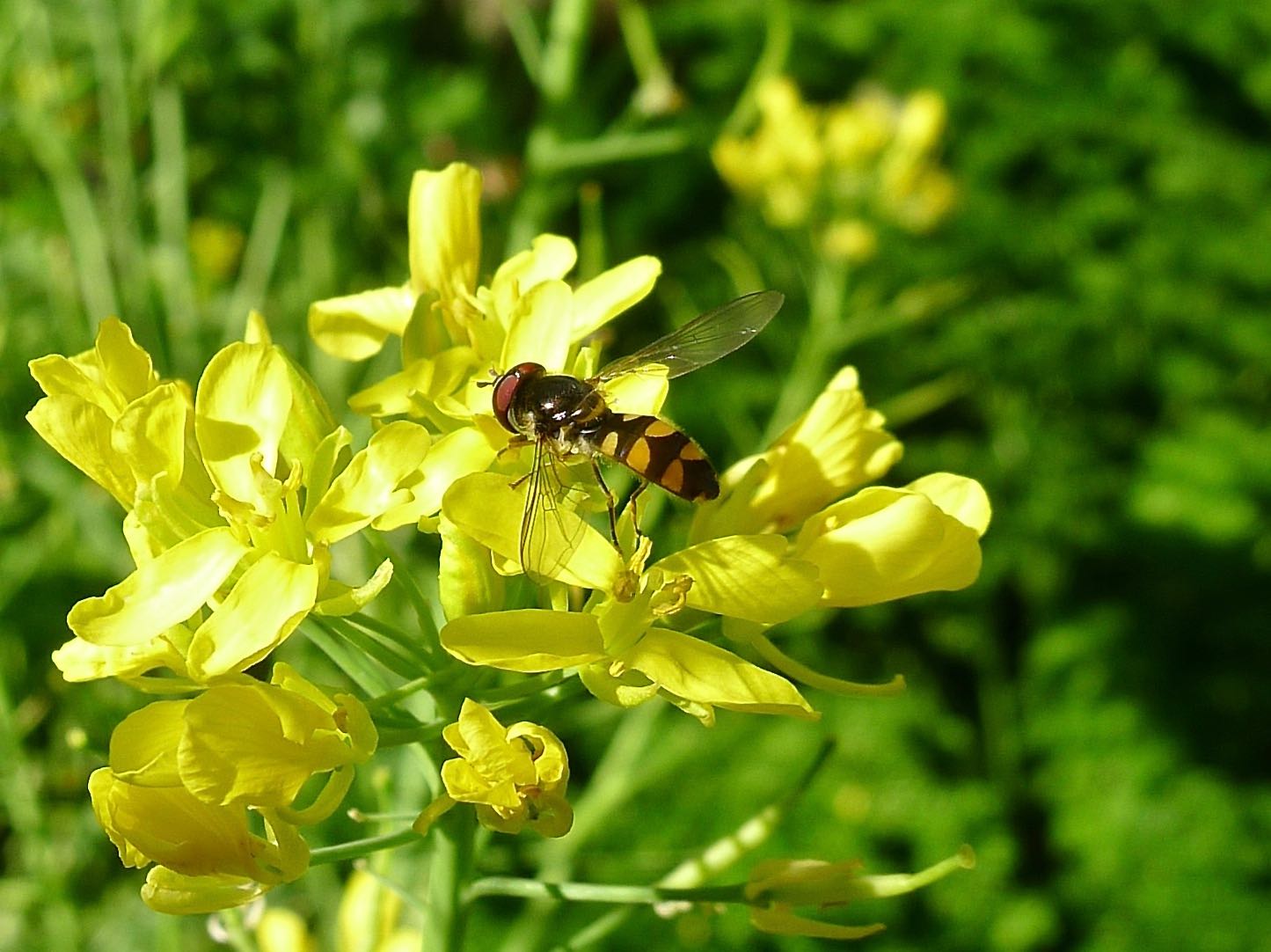 hoverfly, Melangyna viridiceps - 2