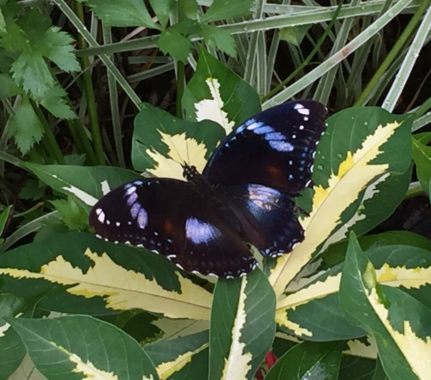 Hypolimnas bolina, butterfly, common eggfly, Species 540 - 4