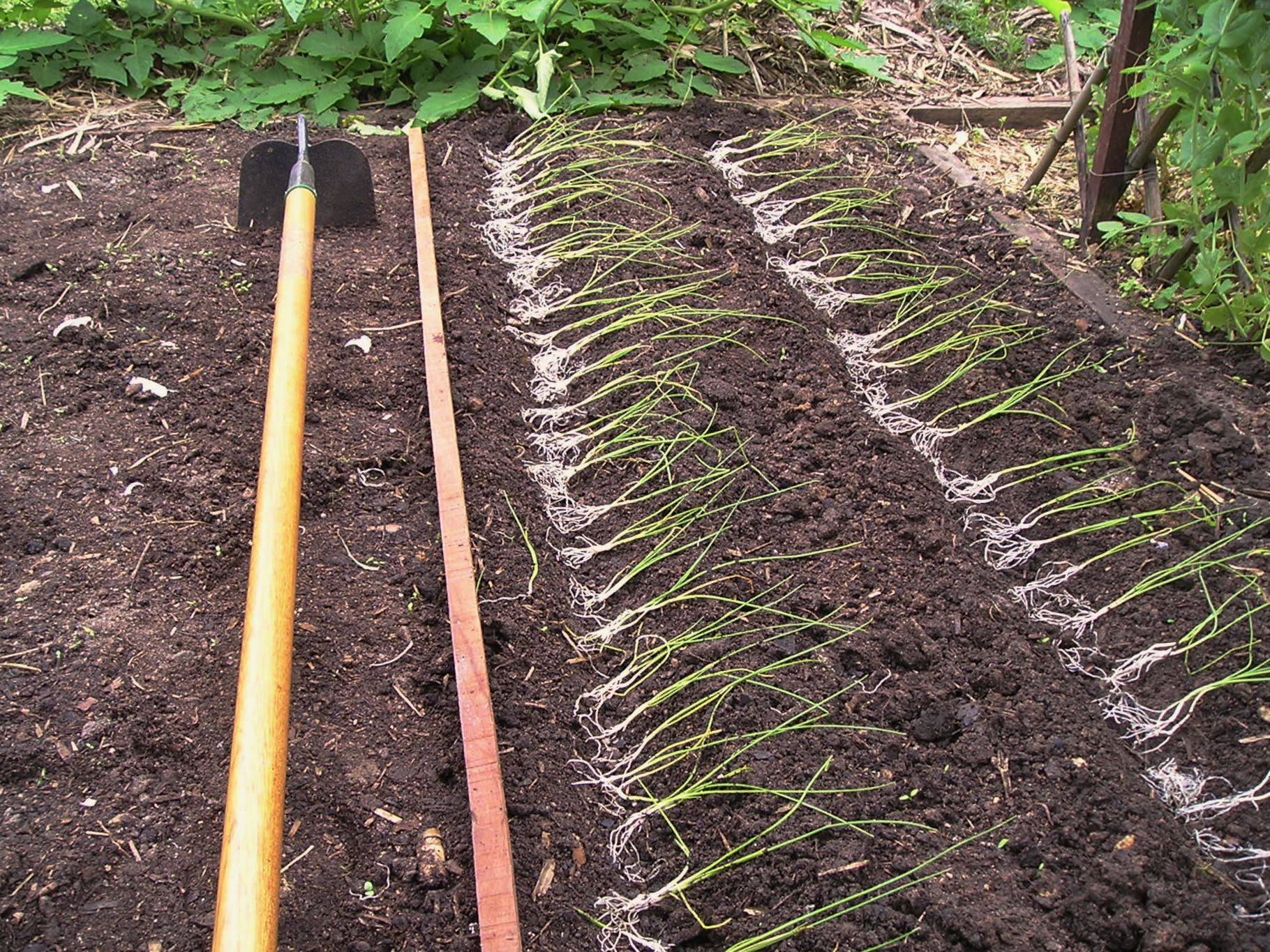 leek seedlings Allium ampeloprasum var porrum 'Musselburgh' - 3