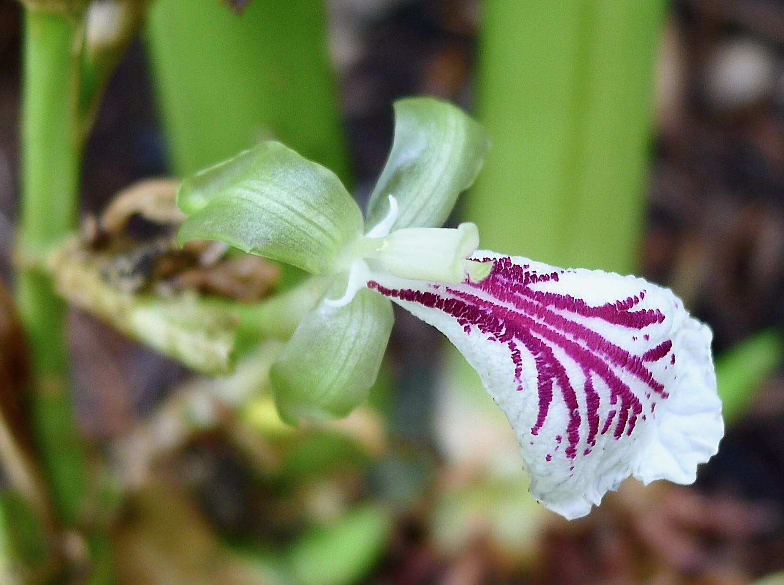 true Cardamom, Elettaria cardamomum - 1a