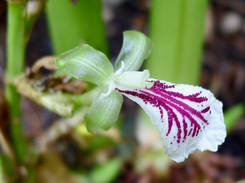 true Cardamom, Elettaria cardamomum - 1a