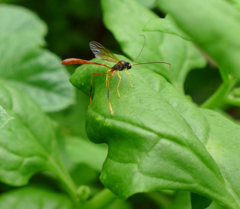 Two-toned caterpillar parasite wasp, Heteropelma scaposum, Ichneumonidae - 3