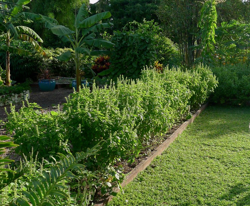 11m row sweet basil, Ocimum basilicum - 6