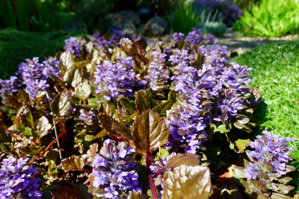 Ajuga