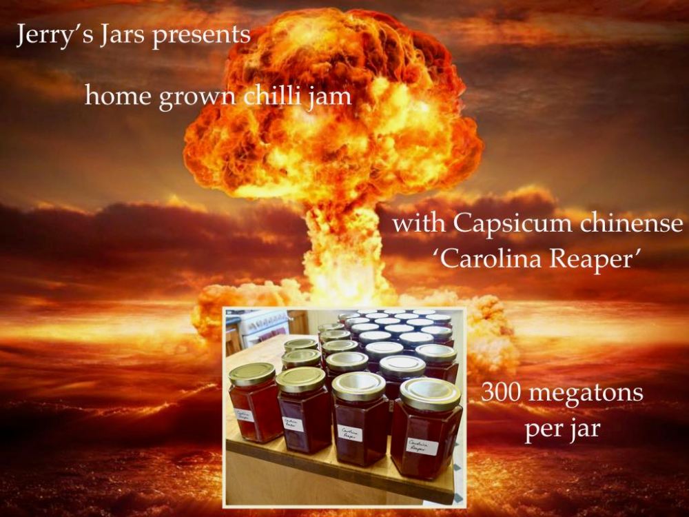 atomic chilli Carolina Reaper Capsicum chinense