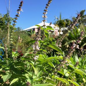 camphor basil Ocimum