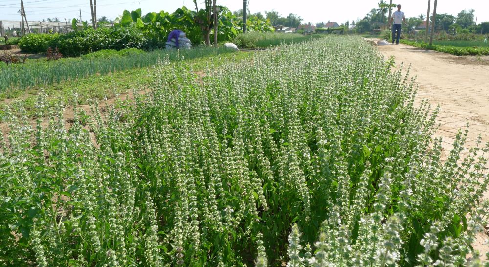 Lemon Basil, Ocimum x citriodora