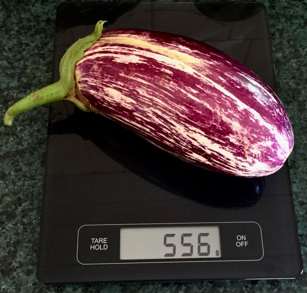 Listada Solanum eggplant 