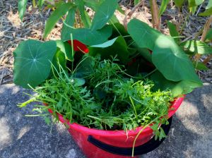 Nasturtium and swinecress pesto for 4BC Radio - 2
