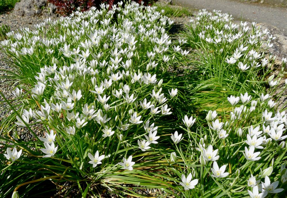 Ornithogalum umbellatum