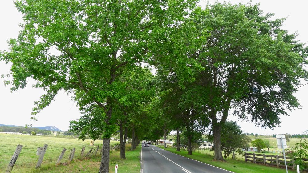 Pin Oak Avenue, Quercus palustris, Tenterfield - 1