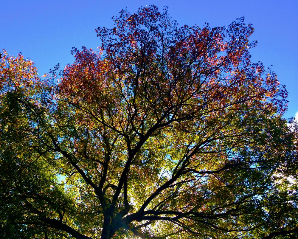 Pin oak, Quercus palustris