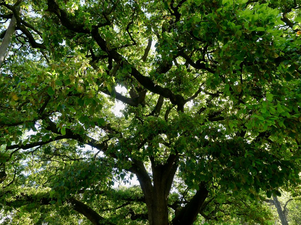 Quercus ilex subsp. ballota, Barbary oak - 4
