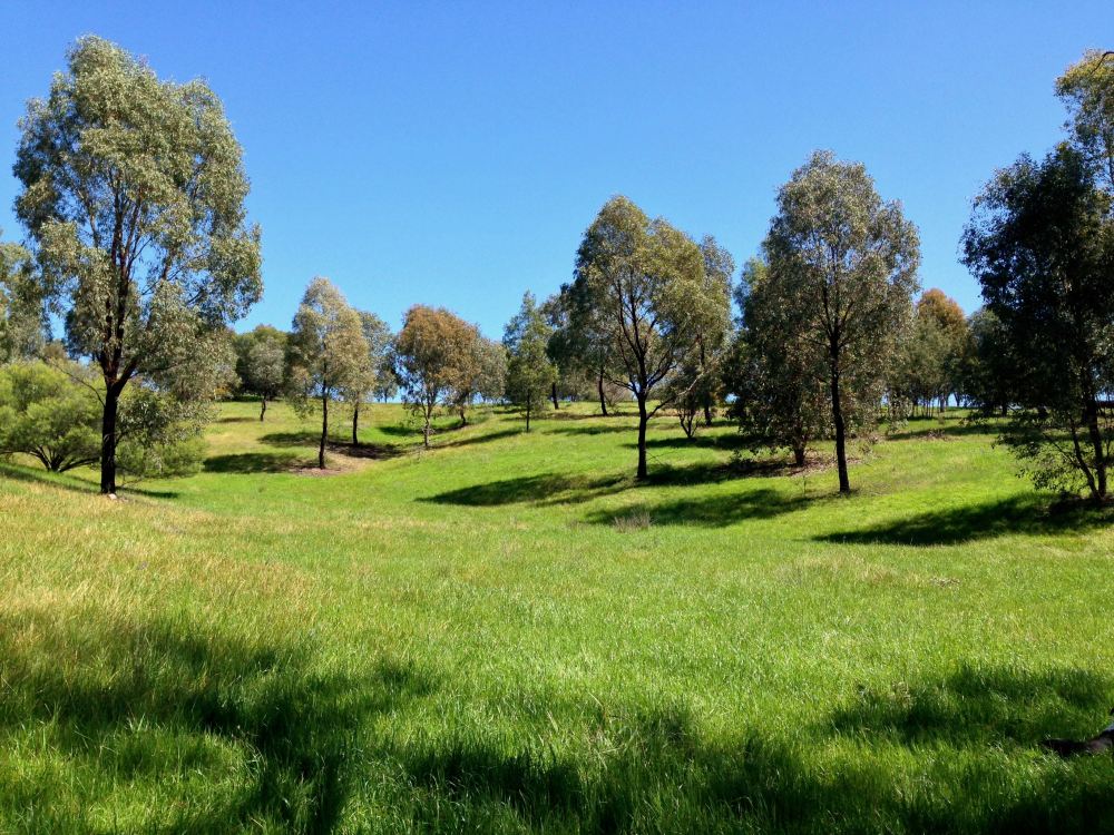Regenerating Meadow grass pasture, Microlaena stipoides - 4