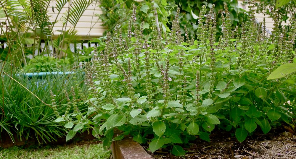 sacred basil, Ocimum tenuiflorum