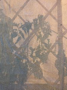shade cloth net tomato 3