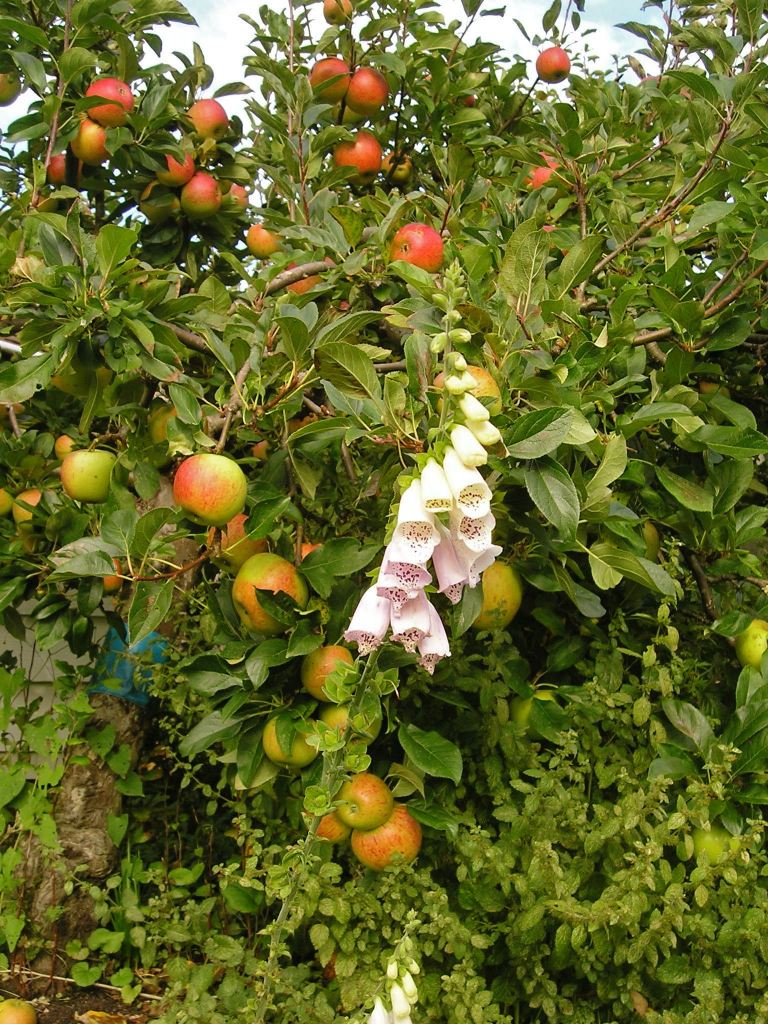 Sheila apple Kames Grieve Malus