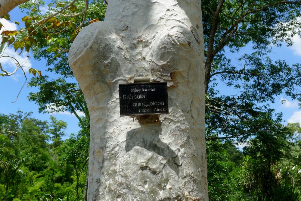 Sterculia quinqueloba/ branch collar cut - 3