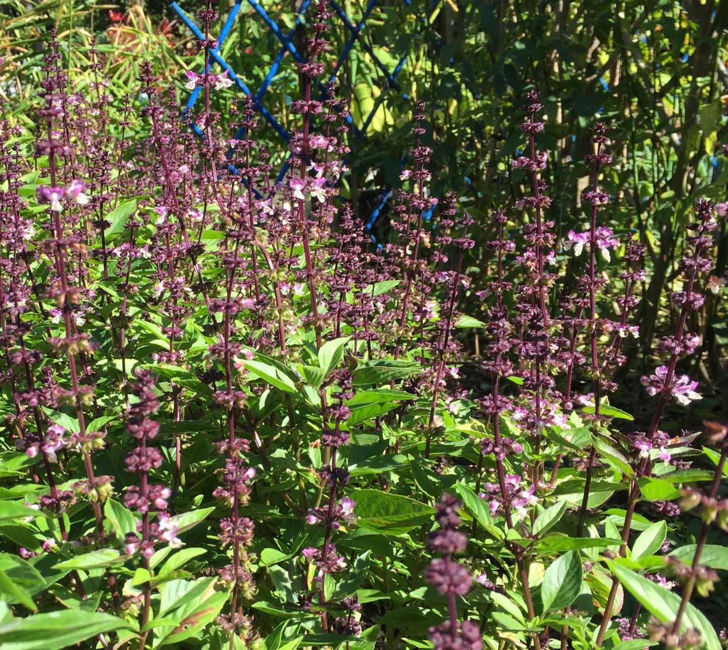 Basil In The Subtropical Winter? – Jerry Coleby-Williams