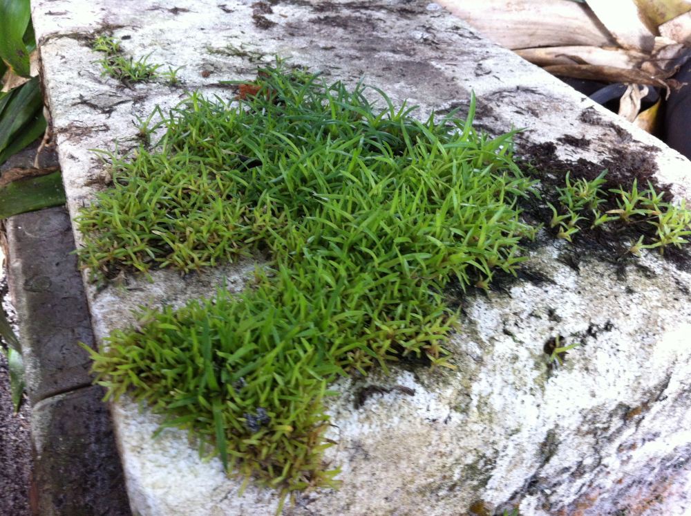 $50k worth of Alcantarea seedlings - 3