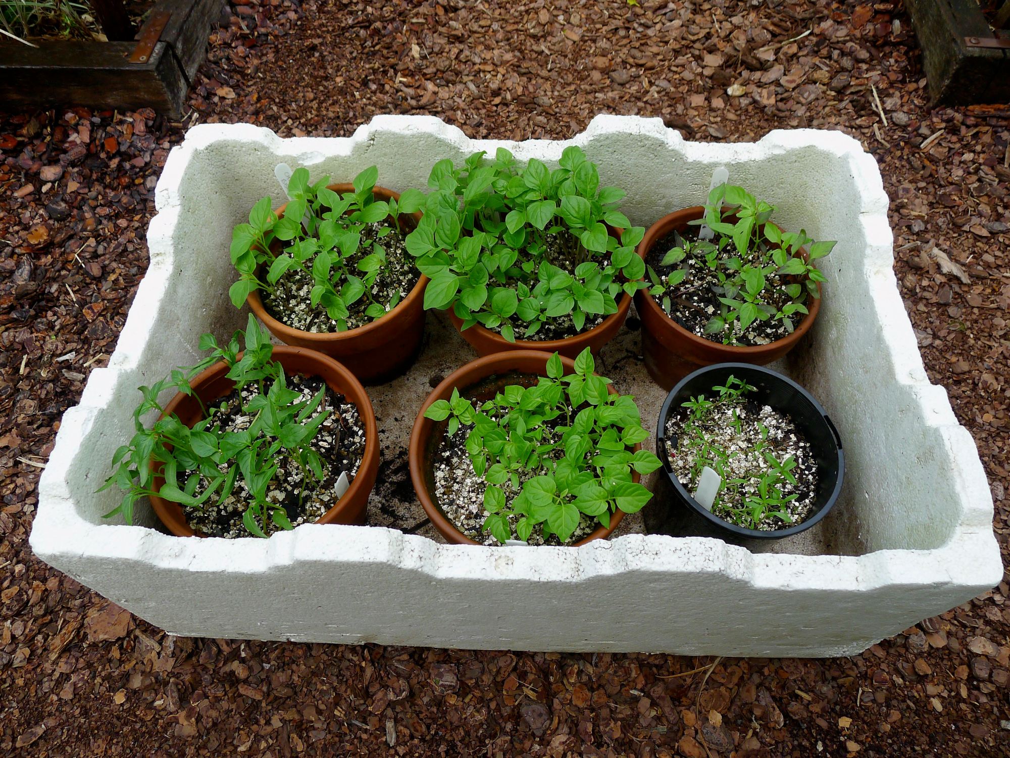 FAQ Can I Grow Plants In Polystyrene (Styrofoam) Boxes? Someone Told