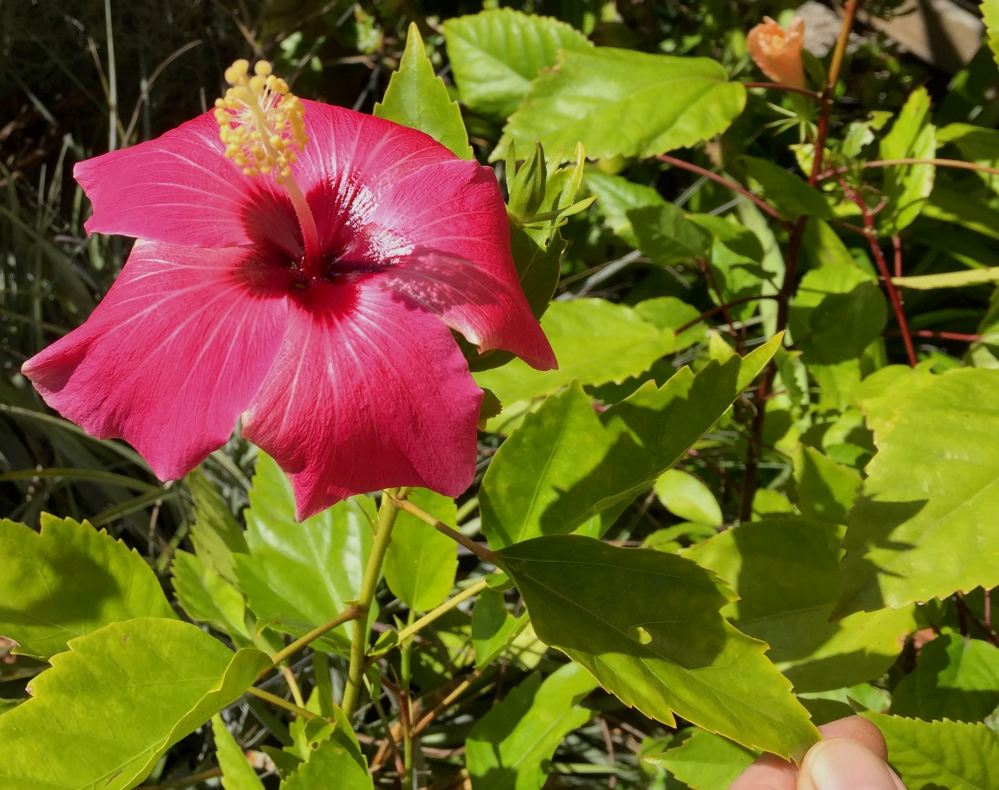 Hibiscus bennettii Fiji - 3