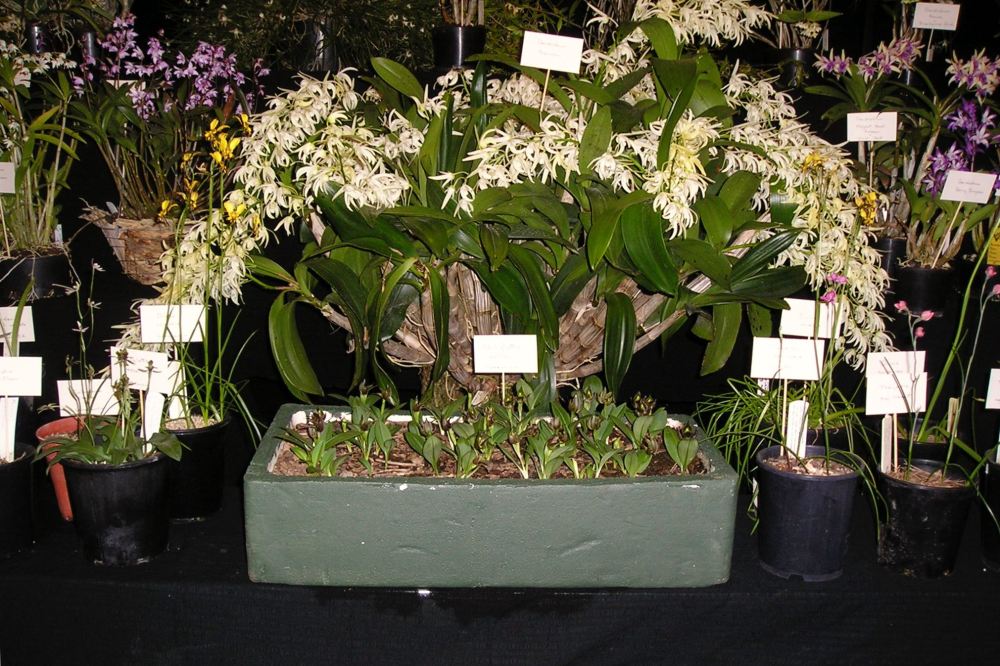 native orchids raised in painted styrofoam box.JPG