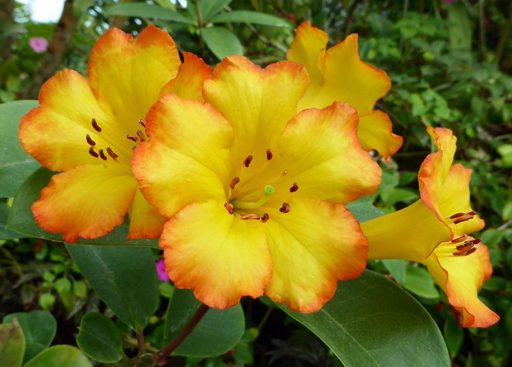 Rhododendron