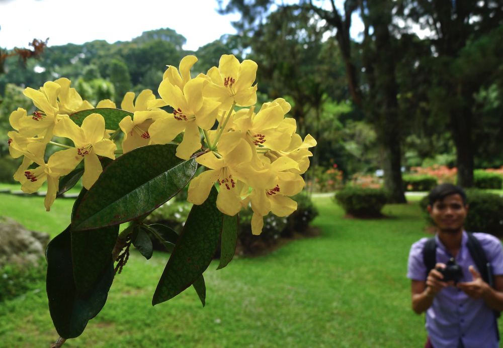 This Vireya, growing in Bali Botanic Gardens, has produced lanky stems which are easily broken in storms. After flowering, prune to encourage bushiness.